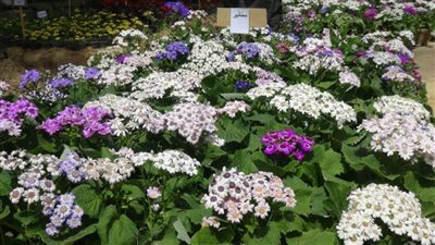 احتفالا بأعياد الربيع.. معرض للزهور بجامعة المنيا