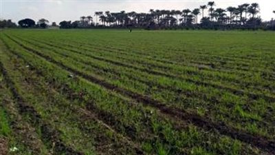 زراعة 15 ألفا و600 فدان قمح ببورسعيد