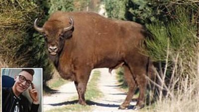  عمدة  قرية يواجه عقوبة بالسجن 5 سنوات لاتهامه بقتل “عجل”