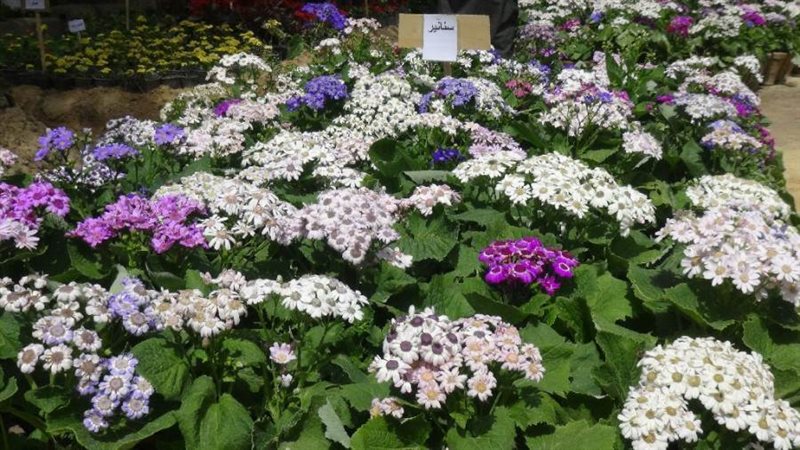 معرض زهور الربيع