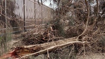 بسبب الرياح.. سقوط شجرة وعمود إنارة بمنطقة دماريس في المنيا  