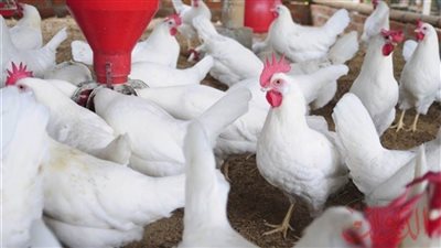 بورصة الدواجن اليوم| سعر الفيليه يبدأ من 65 جنيها واستقرار اسعار البيض