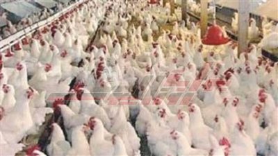  تحصين 31 ألفاً و380 طائراً من الأمراض الوبائية بكفر الشيخ