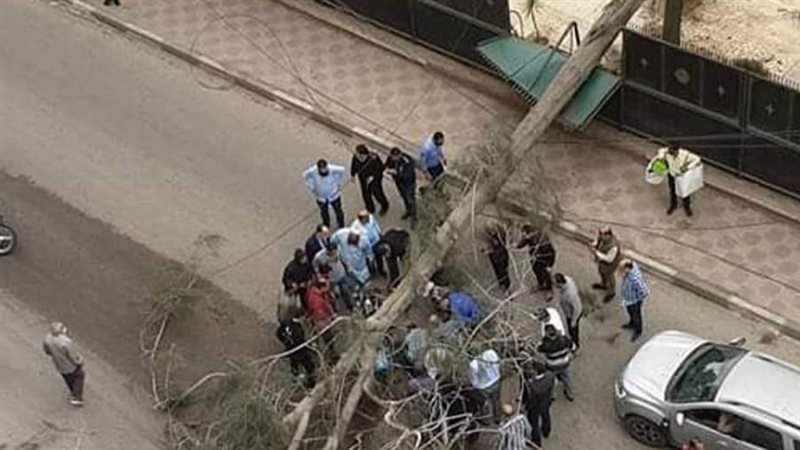 سقوط الشجرة