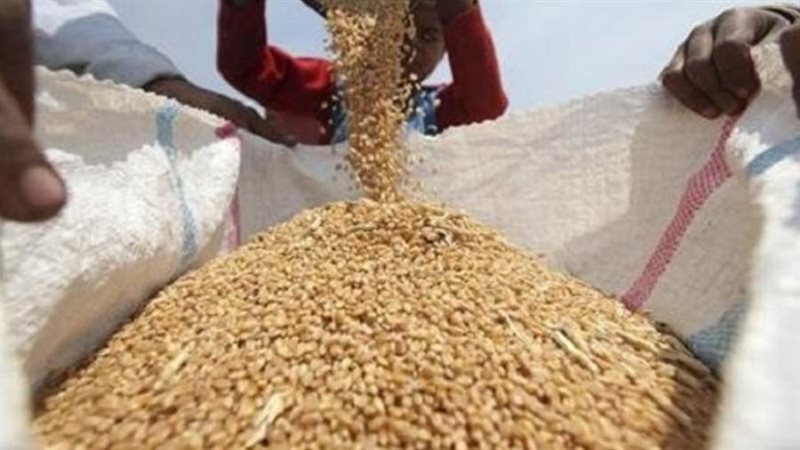 محصول القمح