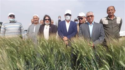 كعبة القمح .. هكذا وصف رئيس مركز البحوث الزراعية محطة بحثية