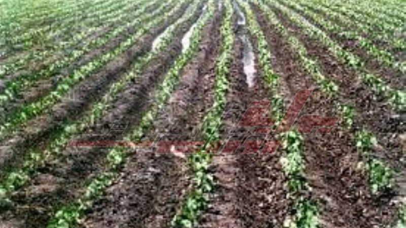 الذهب الأبيض