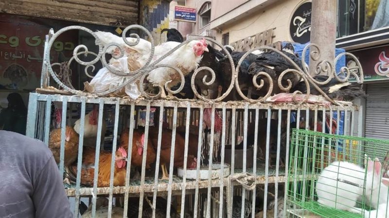 انخفاض أسعار الطيور