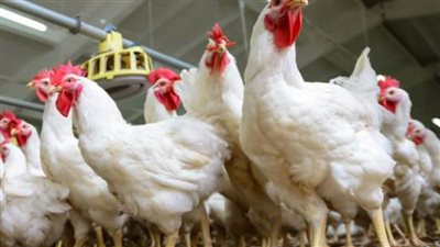 بورصة الدواجن الرئيسية اليوم| متوسط سعر الكيلو 30 جنيها.. والبيض يسجل 45 جنيه