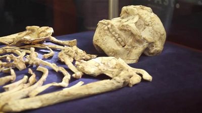  أقدم هيكل عظمي وأول طرف صناعي في التاريخ.. قطع أثرية تٌبهر الزائرين بمتحف الحضارة