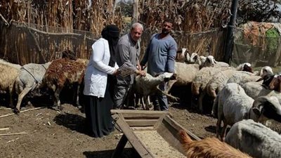 تحصين ٢٠ ألف رأس ماشية ضد الجدري والجلد العقدي بالدقهلية