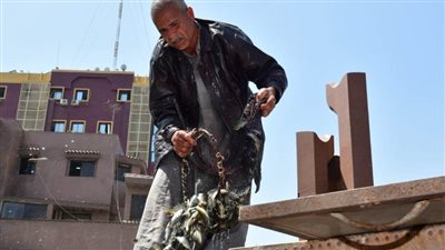 محافظ الدقهلية: إلقاء نصف مليون زريعة سمك بنهر النيل