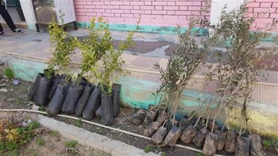 مدرستي خضراء مثمرة.. مبادرة من أبناء الإسماعيلية لزراعة ٢٠٠٠ شجرة مثمرة