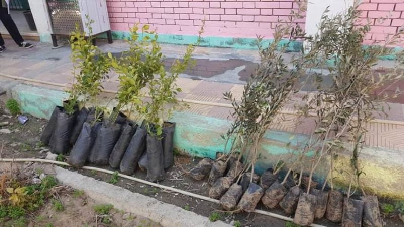 عددا من اشجار المبادرة