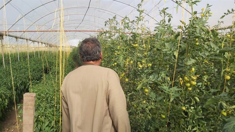 الصوب الزراعية بالبحيرة