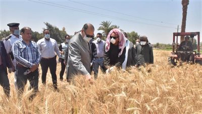 محافظ أسيوط: زراعة 233 ألف فدان قمح وتجهيز 28 شونة وصومعة