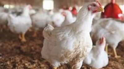أسعار الدواجن اليوم| الفيليه يسجل 80 جنيهاً.. والفراخ الحية تسجل 36 جنيها