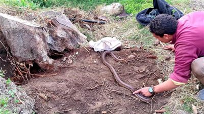 الدكرونى يحذر من الاقتراب من الثعابين: نشطة جدا وموسم تزواج