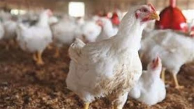 بورصة الدواجن اليوم| استقرار ملحوظ..ومتوسط السعر يبدأ من 35 جنيها 