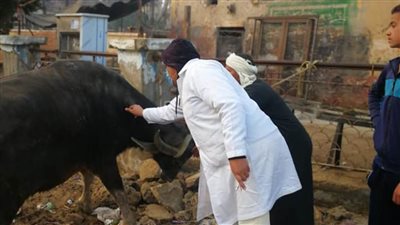 تحصين 46 ألفا و551 رأسا ضد الجلد الغقدى وجدرى الضأن ببنى سويف 