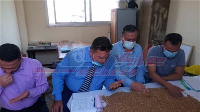 بدء موسم حصاد القمح بكفرالشيخ 