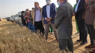 وزير الزراعة يعلن انطلاق موسم حصاد القمح 