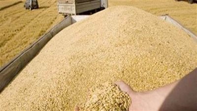 تموين الإسكندرية: استقبال أكثر من 3 آلاف طن من الأقماح المحلية