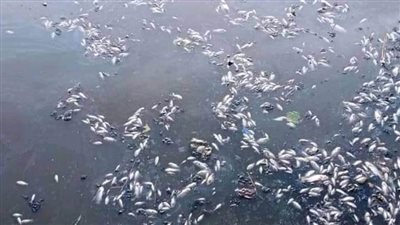 نفوق أسماك بمصرف عموم بكفر الدوار والمحافظة تتحرك قبل تسريبها للأسواق