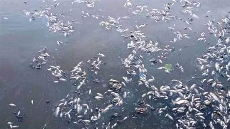 جانب من نفوق الاسماك