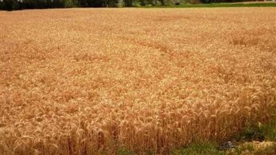 أكثر من 25 ألف طن من القمح تستقبلها صوامع وشون الشرقية