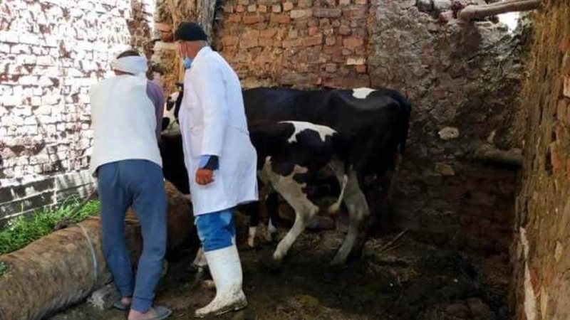 تحصين الأبقار للوقاية