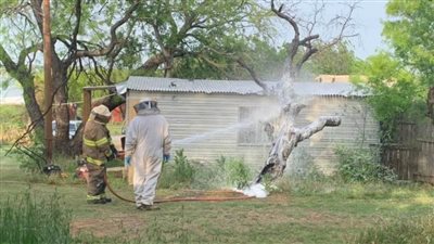 عاجل| هجوم نحل ضخم يقتل شخصًا 