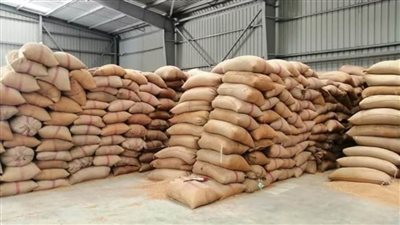  لليوم الرابع.. استمرار  تدفق الذهب الأصفر بشون القصاصين