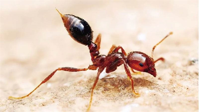 نمل النار الأحمر