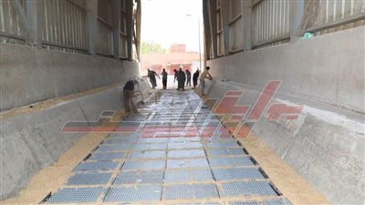 توريد 38 ألف طن قمح إلي صوامع ”المنوفية“