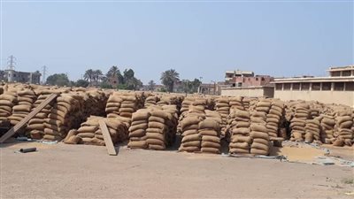 توريد 28 ألف طن قمح لصوامع وشون بني سويف