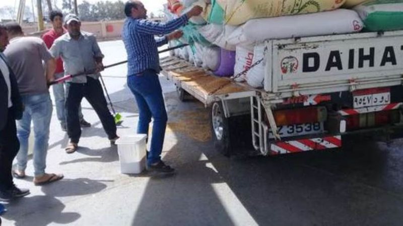 استلام الأقماح المحلية