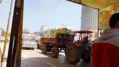 توريد 78427 طنًا و621 كيلو قمح للصوامع والشون بكفر الشيخ