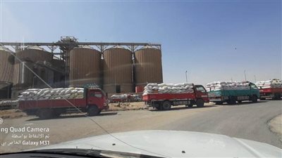 توريد 41 و800 طن قمح لشون وصوامع بني سويف