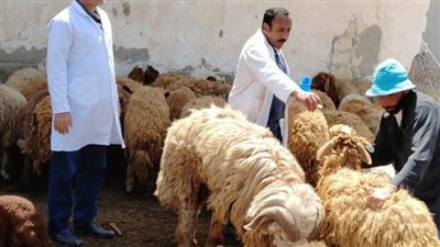 جهود الطب البيطري: علاج ورش 119 ألف رأس ماشية بالبحيرة