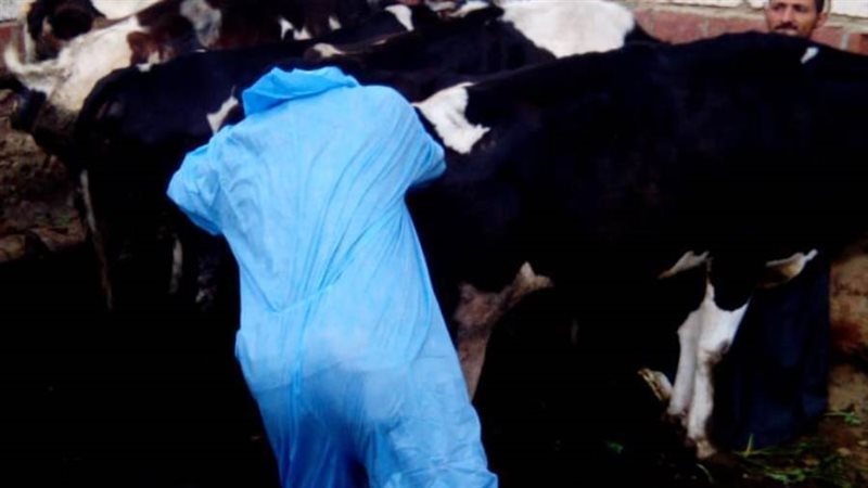 تحصين المواشى بالبحيرة