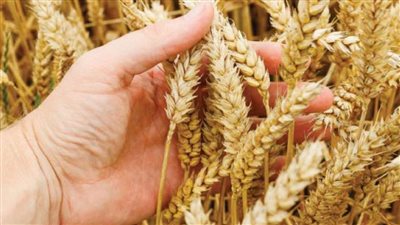 وزير التموين.. موسم توريد قمح العام الحالي مميز