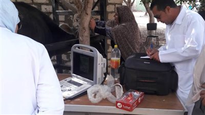 الطب البيطري.. استخراج ٢١٦١٠ بطاقات تسجيل حيوان وبدل فاقد بالبحيرة