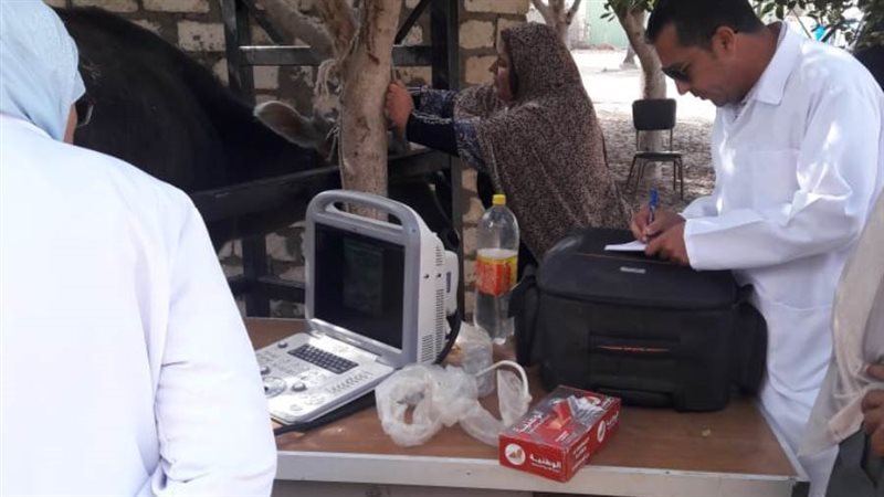 تسجيل روؤس الماشية