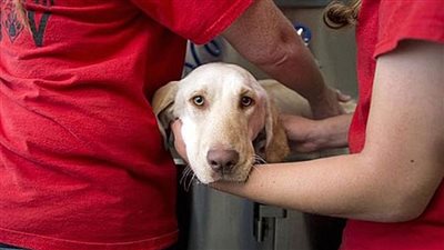 حاولت إنقاذ كلبها فأكلتها النيران 