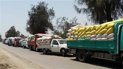 توريد 132 طن قمح للشون والصوامع بالبحيرة