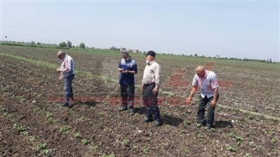 حصاد 230 ألف فدان قمح وزراعة 70 ألف فدان قطن بكفر الشيخ 