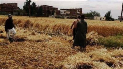 22169 طنا من الذهب الأصفر تستقبلها صوامع وشون الشرقية