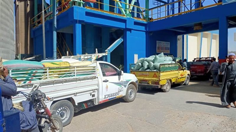 توريد محصول القمح