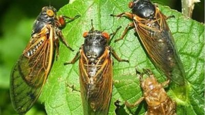 عاجل| كيف تذهب في رحلة سفاري 